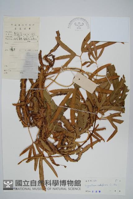 海南海金沙藏品圖，第1張