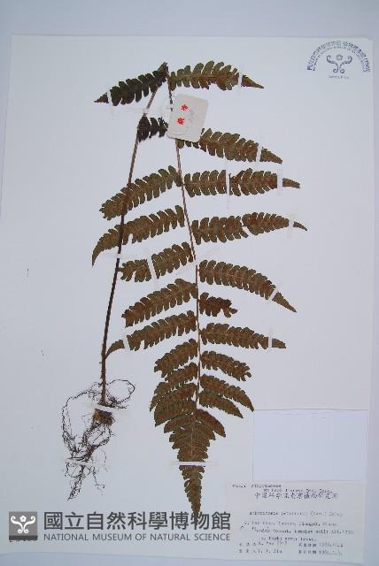 毛軸假蹄蓋蕨藏品圖，第1張