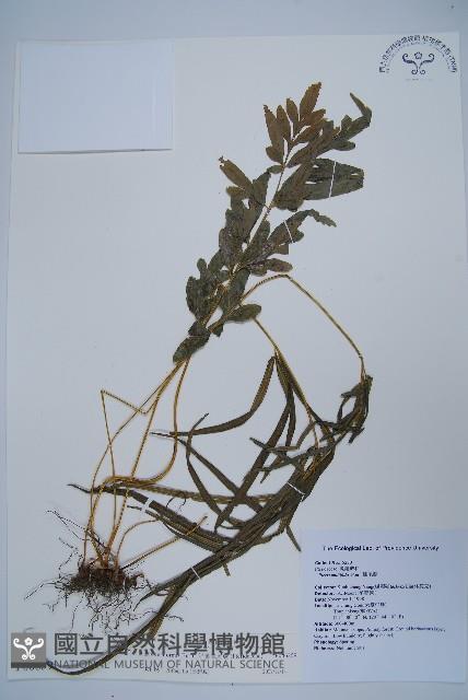 箭葉鳳尾蕨藏品圖，第1張