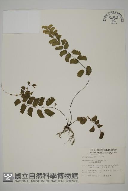 半月形鐵線蕨藏品圖，第1張