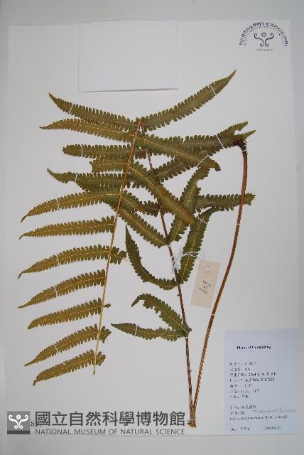 密毛毛蕨藏品圖，第1張