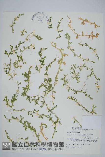 疏葉卷柏藏品圖，第1張