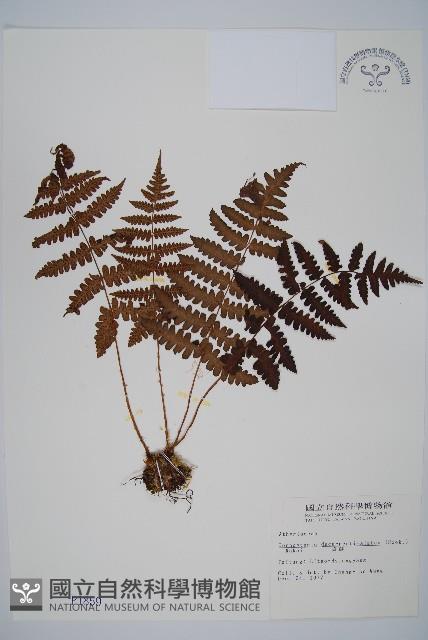 貞蕨藏品圖，第1張