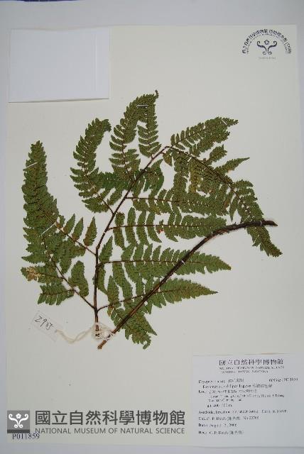 落鱗鱗毛蕨藏品圖，第1張