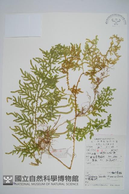 玉山卷柏藏品圖，第1張