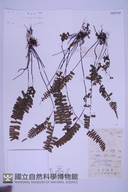 生芽鐵角蕨藏品圖，第1張