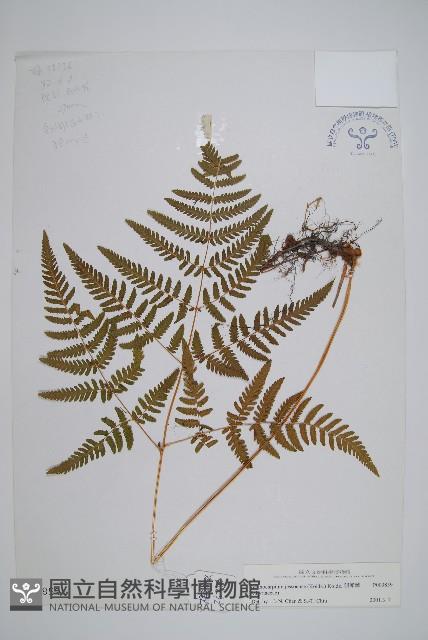 羽節蕨藏品圖，第1張