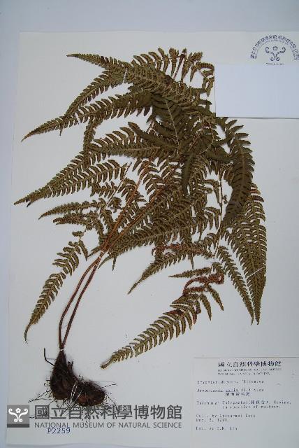 南海鱗毛蕨藏品圖，第1張