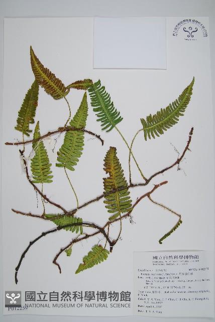 馬來陰石蕨藏品圖，第1張