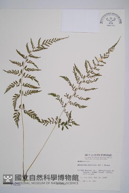 蓬萊蹄蓋蕨藏品圖，第1張