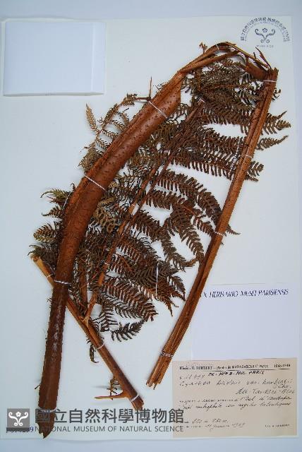 登錄號:P010259藏品圖，第1張