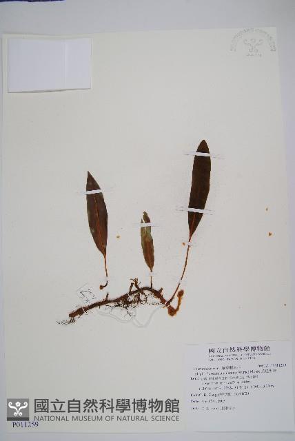 爪哇舌蕨藏品圖，第1張