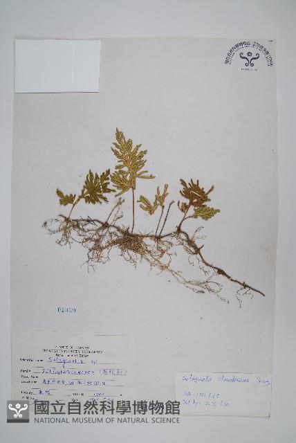 擬密葉卷柏藏品圖，第1張