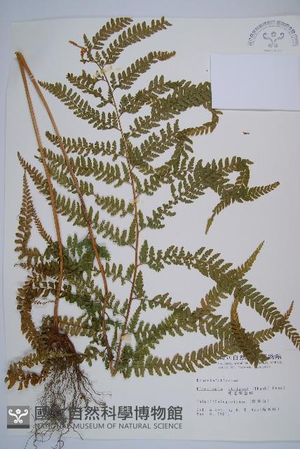 粗毛鱗蓋蕨藏品圖，第1張