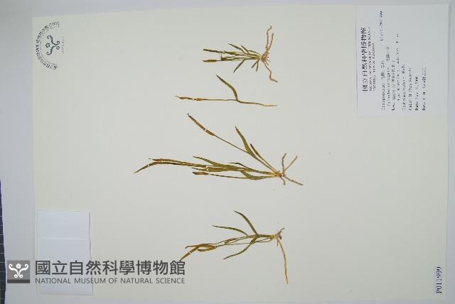 狹葉瓶爾小草藏品圖，第1張