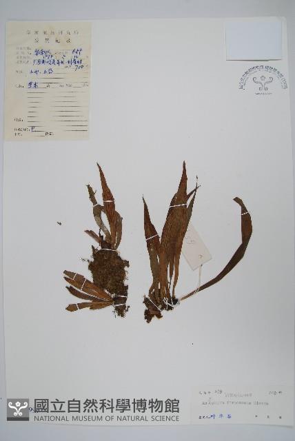 亨利氏車前蕨藏品圖，第1張