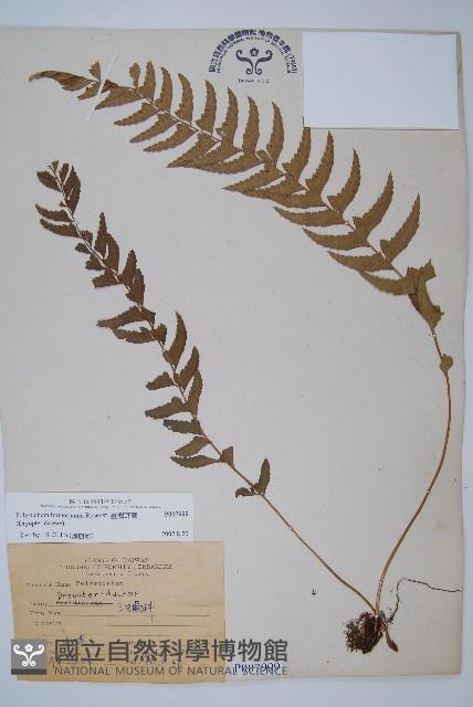 臺灣耳蕨藏品圖，第1張