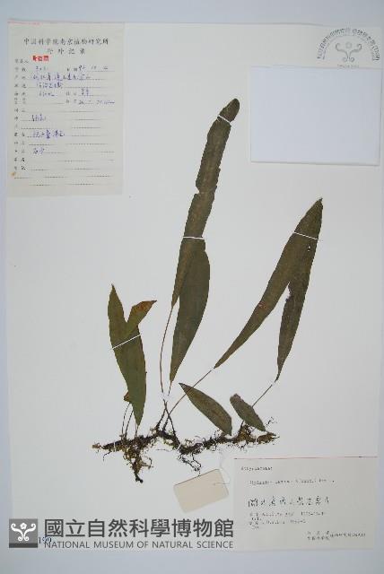 單葉雙蓋蕨藏品圖，第1張