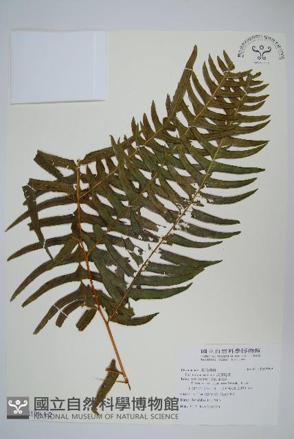 溪鳳尾蕨藏品圖，第1張