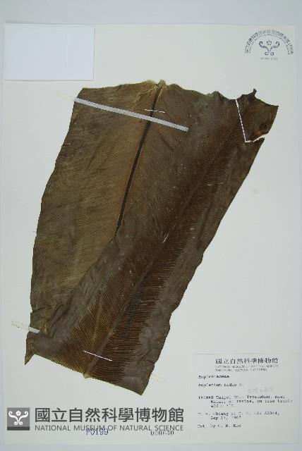 臺灣山蘇花藏品圖，第1張