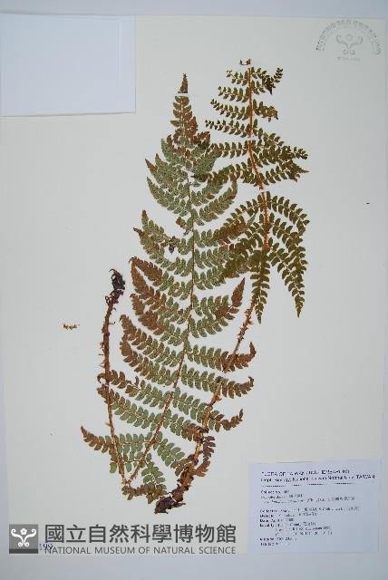 黑鱗耳蕨藏品圖，第1張