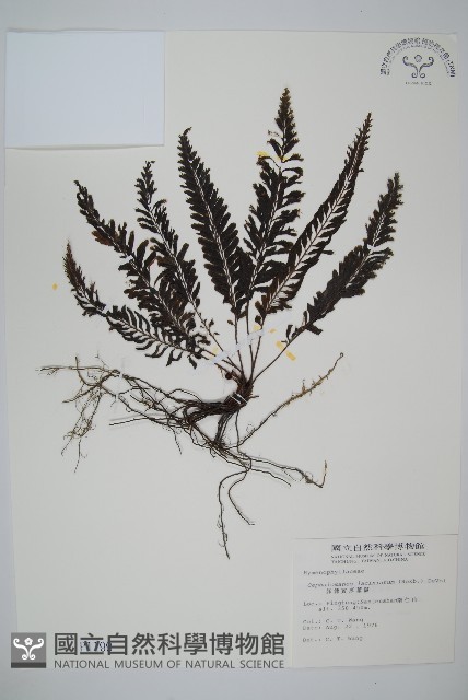 菲律賓厚葉蕨藏品圖，第1張