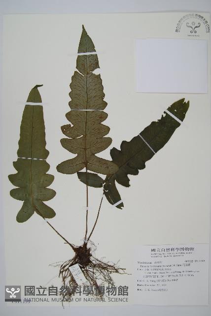 假腸蕨藏品圖，第1張