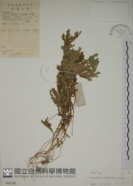 生根卷柏藏品圖，第1張