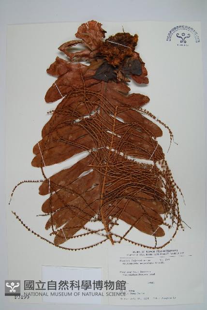 連珠蕨藏品圖，第1張