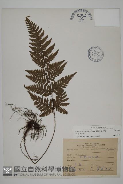 愛德氏肋毛蕨藏品圖，第1張