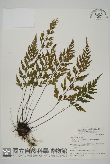 大黑柄鐵角蕨、黃鱗鐵角蕨、大羽鐵角蕨藏品圖，第1張