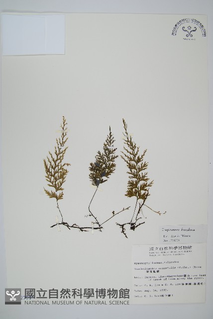 翅柄假膜蕨藏品圖，第1張