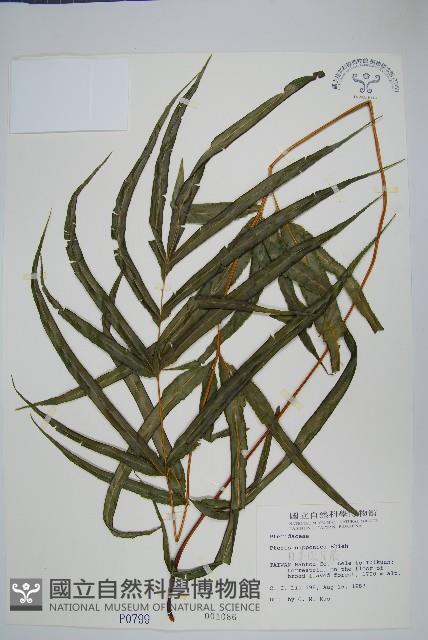 日本鳳尾蕨藏品圖，第1張