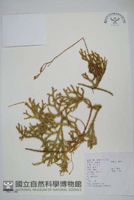 石松藏品圖，第1張