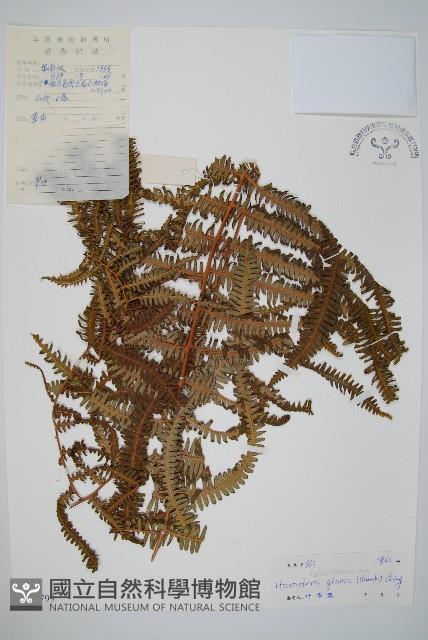 裏白藏品圖，第1張