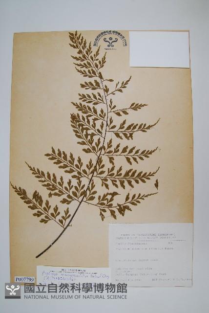 大黑柄鐵角蕨、黃鱗鐵角蕨、大羽鐵角蕨藏品圖，第1張