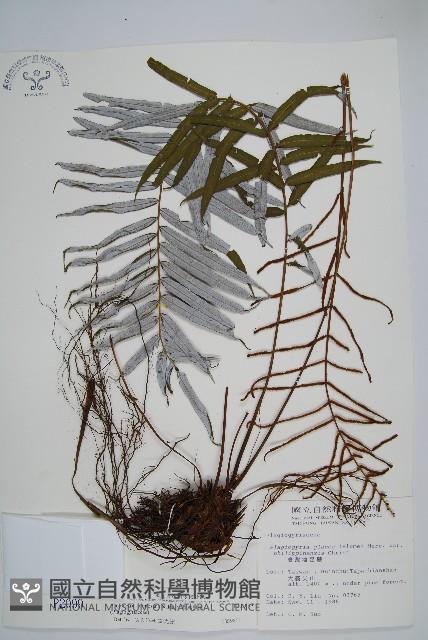 台灣瘤足蕨藏品圖，第1張