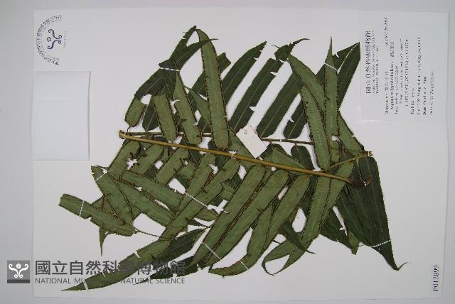 觀音座蓮藏品圖，第1張