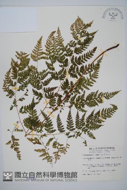 毛苞擬複葉耳蕨藏品圖，第1張