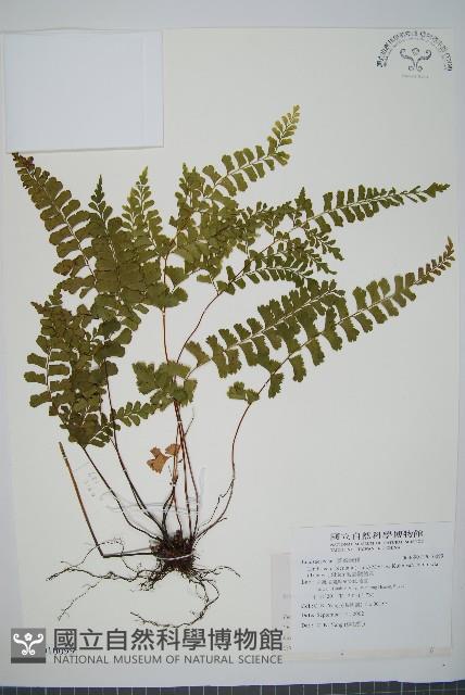 海島陵齒蕨藏品圖，第1張