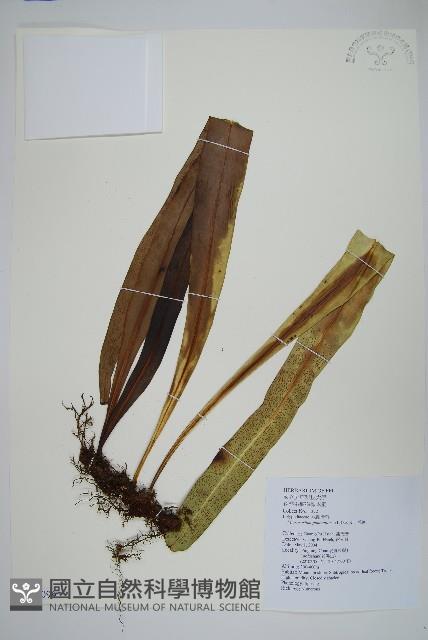 星蕨藏品圖，第1張