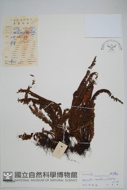 登錄號:P005099藏品圖，第1張