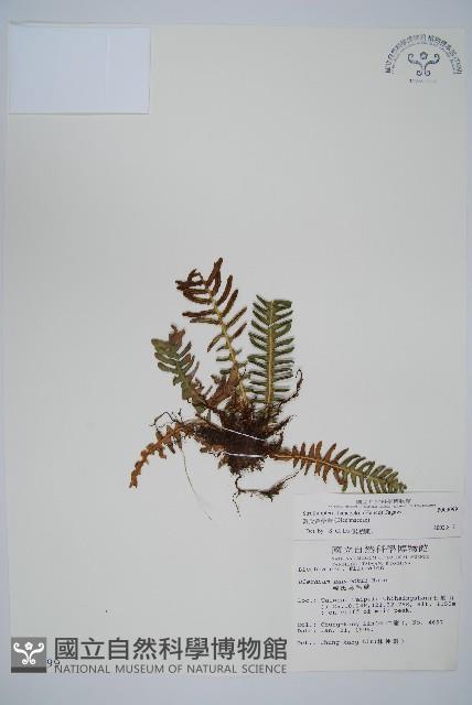 韓氏羅曼蕨藏品圖，第1張