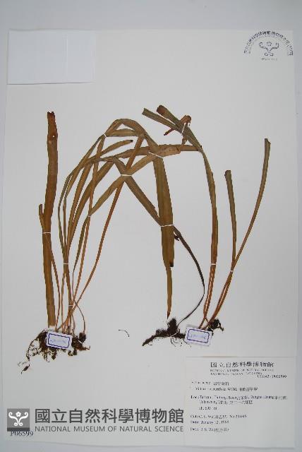 垂葉書帶蕨藏品圖，第1張