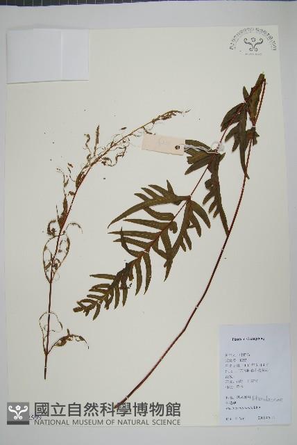 半邊羽裂鳳尾蕨藏品圖，第1張