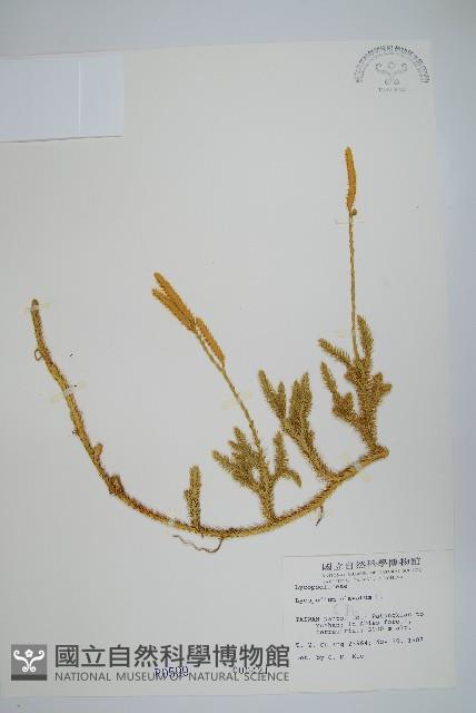 石松藏品圖，第1張