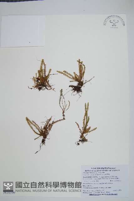 梳葉蕨藏品圖，第1張