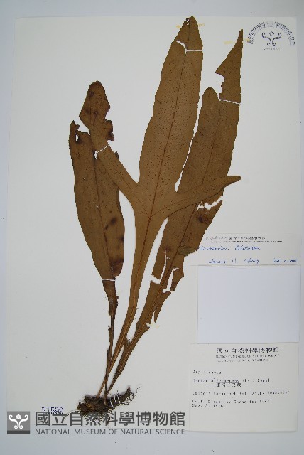 箭葉星蕨藏品圖，第1張