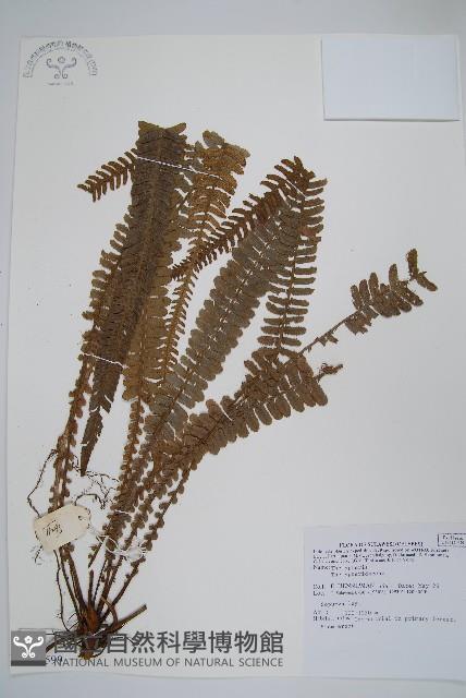 登錄號:P005599藏品圖，第1張