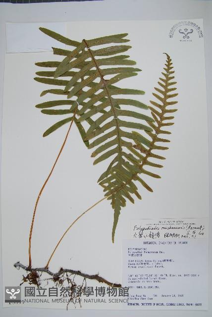 大葉水龍骨藏品圖，第1張